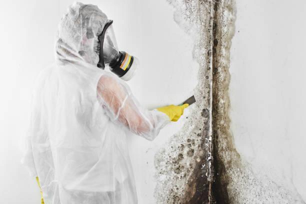 Best Toxic Mold Removal  in St Michaels, MD