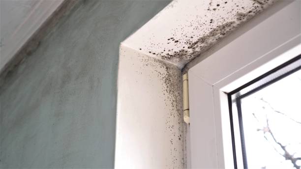 Professional Mold Removal in St Michaels, MD