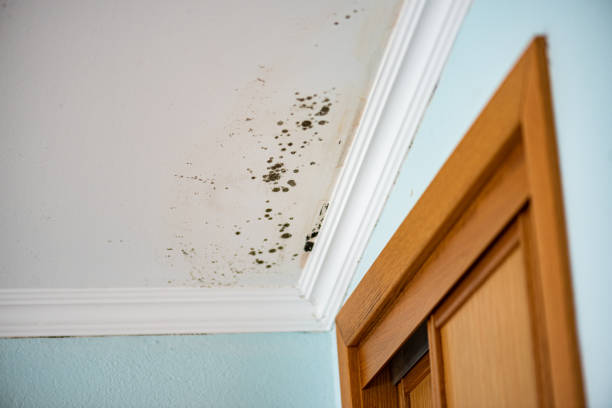 Mold Removal and Inspection in St Michaels, MD