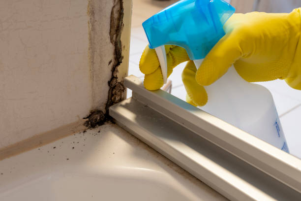Mold Removal and Inspection in St Michaels, MD