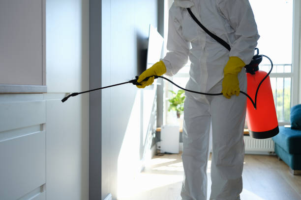 Best Attic Mold Removal  in St Michaels, MD