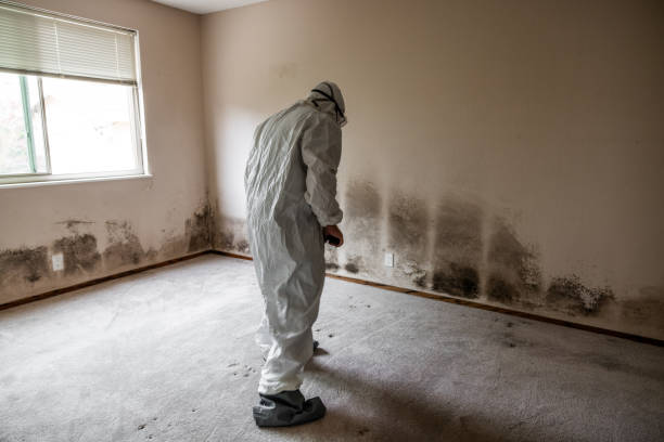 Best Black Mold Removal  in St Michaels, MD