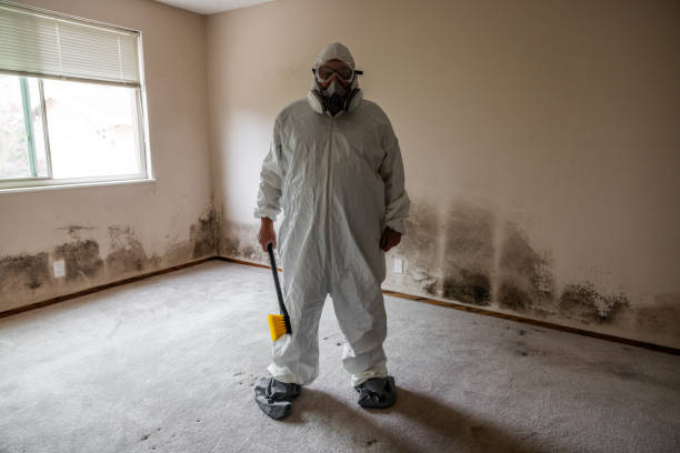 Best Attic Mold Removal  in St Michaels, MD