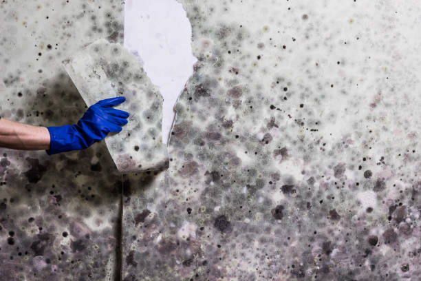 Best Certified Mold Removal  in St Michaels, MD