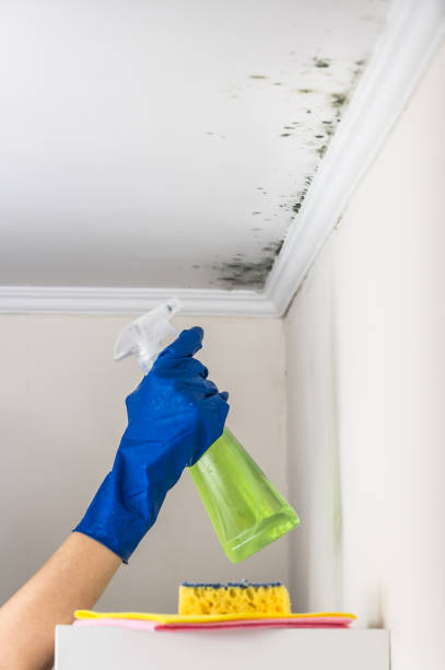 Best Toxic Mold Removal  in St Michaels, MD